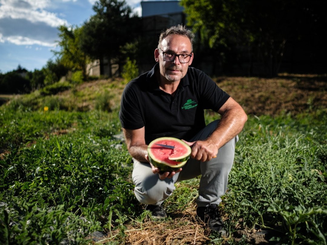 Philippe Cornu cultive des Mini Love sur une surface de près de 2000 mètres carrés.