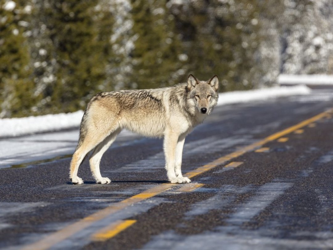 Les chercheurs du Yellowstone Wolf Project (Projet Loup du Yellowstone) ont analysé les prélèvements sanguins de 230 loups.