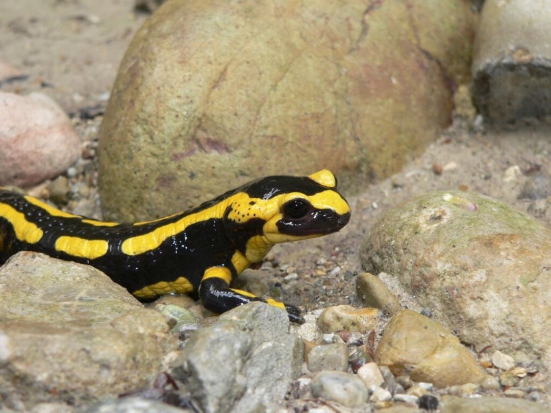 La salamandre tachetée à bandes est présente en Suisse au nord des Alpes.