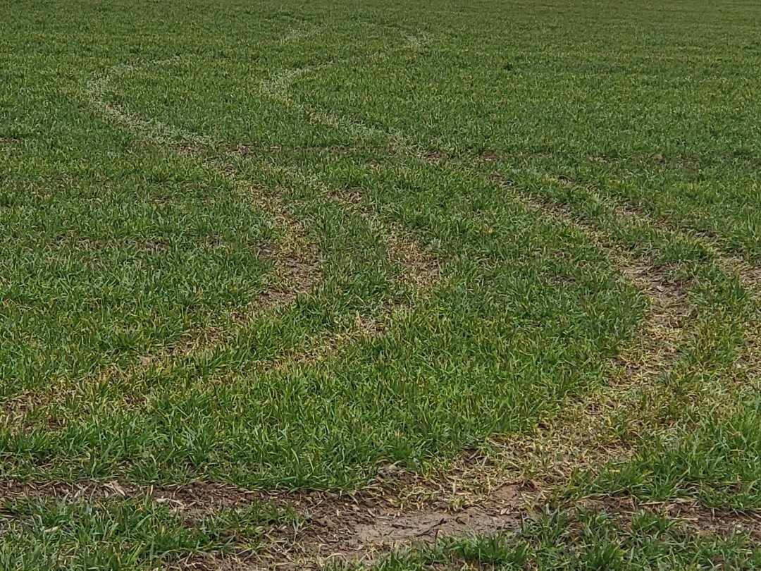 A Echichens, ce champ exploité par Philippe Jobin a été parcouru par un véhicule, qui y a laissé des traces.