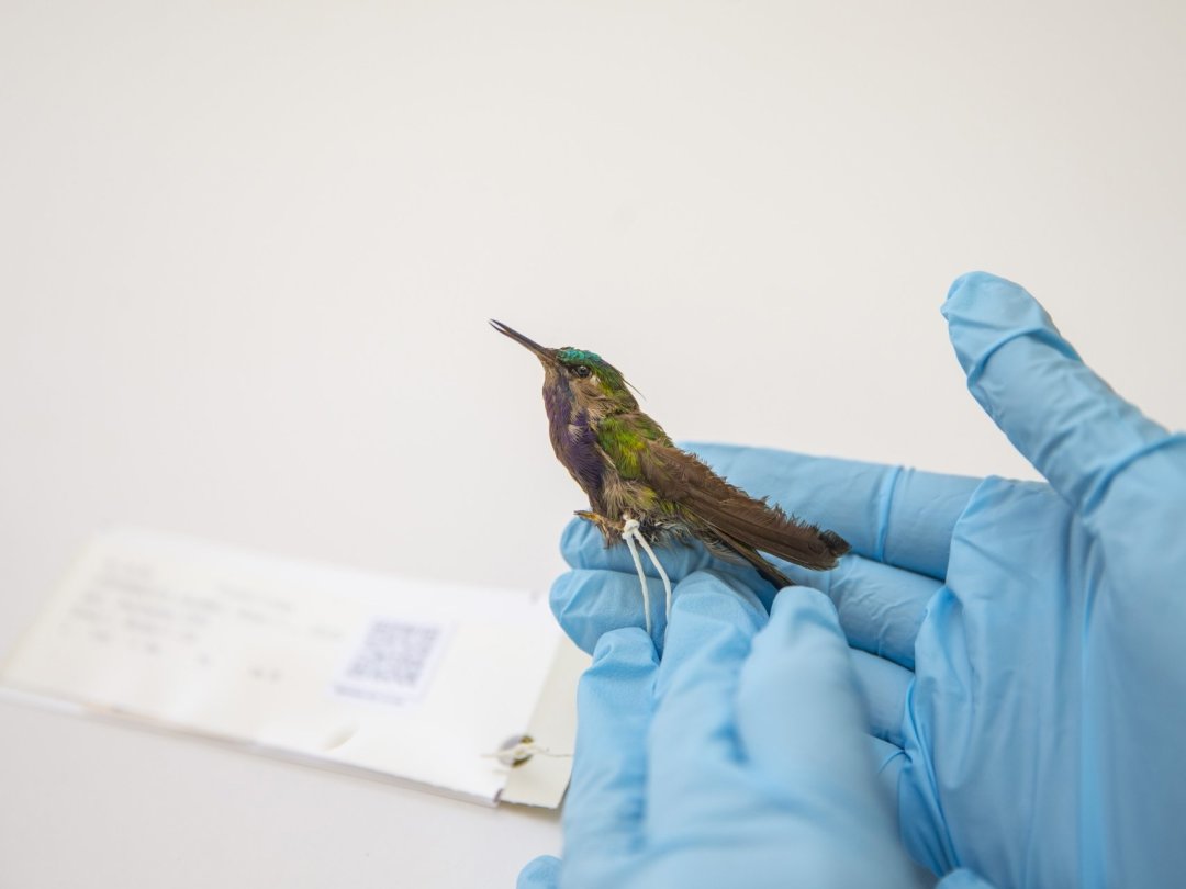 Le Musée d’histoire naturelle de Neuchâtel possède plusieurs dizaines de colibris empaillés, dont certains datent du XIXe siècle. Il compte remonter leur histoire pour comprendre les conditions dans lesquelles ils ont été récoltés à l’époque. Neuchâtel, le 6 février 2023.