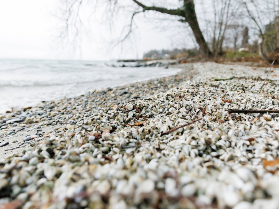 A l'image, les rives de la commune de Bursinel sont recouvertes de moules mortes.