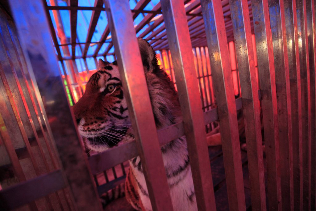epa03587901 A picture made available on 17 February 2013 of a performing tiger looking out of its cage in the tent of a Chinese traveling circus called Sun Circus in Beijing, China, 16 February 2013.  Even though animal rights activists have gained much ground highlighting the widespread abuse of animals for food and entertainment in China in recent years, the country has still yet to legislate an animal cruelty law which has languished in draft form since 2009.  EPA/HOW HWEE YOUNG