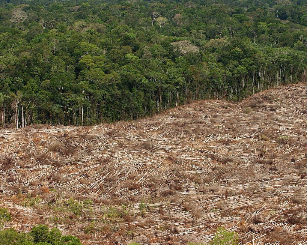 La tendance était à la baisse depuis quelques années. En 2013, le rythme de la déforestation s'est à nouveau accéléré.