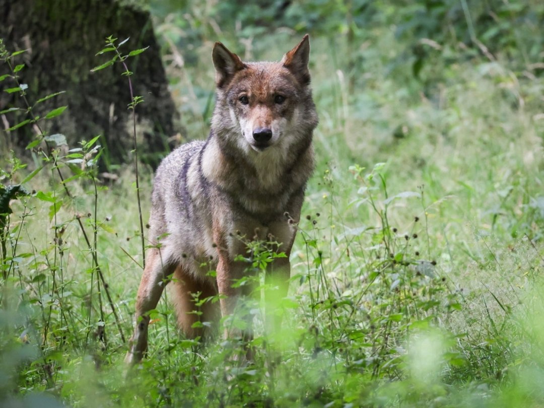 La Confédération veut éliminer 60% des loups en Suisse. Ici un canidé photographié dans un parc zoologique.
