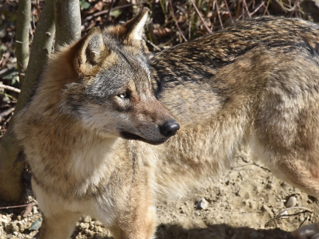 Le Valais veut tuer sept meutes, soit environ trente-quatre loups sur une population estimée entre 90 et 120 individus en Valais.