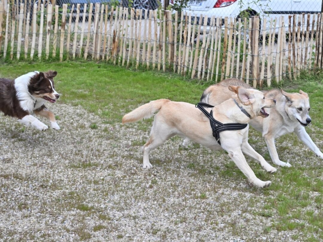 Le parc canin de Nyon a reçu ses premiers usagers à quatre pattes jeudi 24 avril.