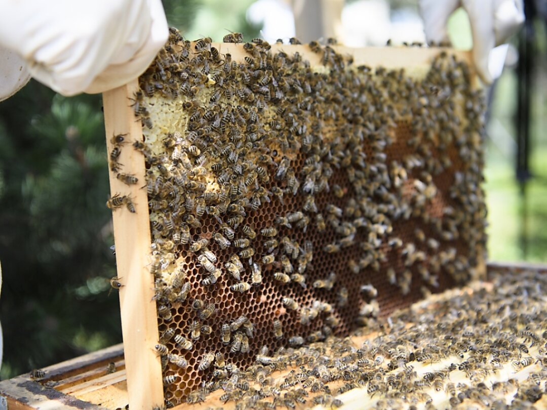 Le Grand Conseil vaudois souhaite mieux protéger les abeilles sauvages qui souffrent de la concurrence des abeilles mellifères qui ont connu un grand essor dans les zones urbaines (photo d'illustration).