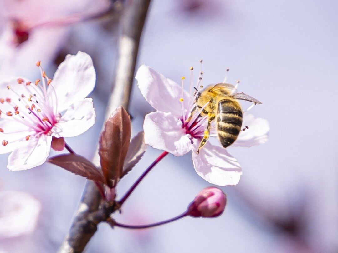 Certaines zones du Jura et des Alpes recèlent toujours une grande diversité d’espèces d'abeilles sauvages, en partie inégalée à l’échelle européenne (archives).