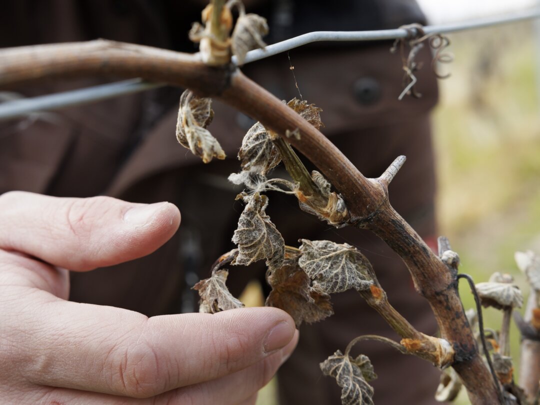 Les vignobles genevois ont particulièrement été touchés par le gel de fin avril.
