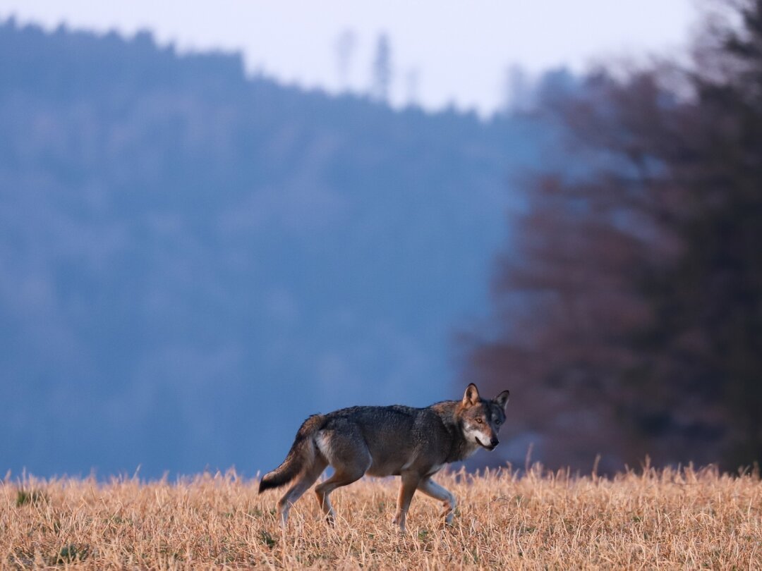Une large part des habitants du Parc Jura vaudois voient d'un bon œil la présence du loup sur leur territoire.