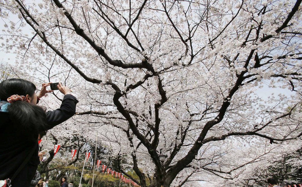 A woman using her smartphone to take a picture of blooming cherry blossoms at Ueno Park in Tokyo Tuesday, March 26, 2013. (AP Photo/Koji Sasahara)