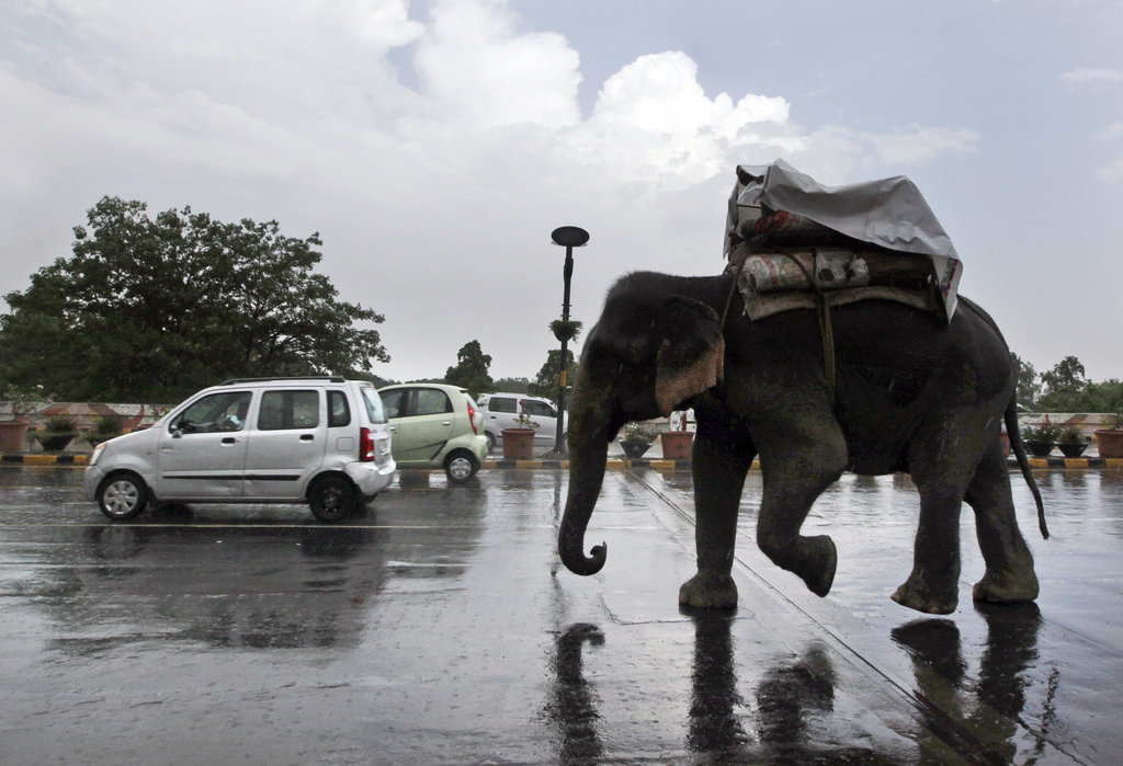 People cover themselves with a plastic sheet as they ride an elephant in the rain on a street in New Delhi, India, Wednesday, July 10, 2013. (AP Photo /Manish Swarup,)