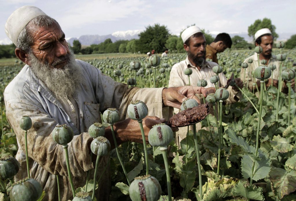 Selon l'ONU, l'augmentation des surfaces cultivées et de la production "constitue une menace pour la santé publique, la stabilité et le développement de l'Afghanistan".