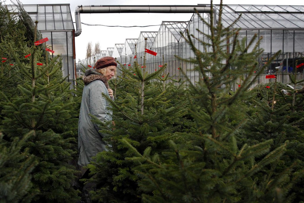 epa03981243 A woman selects a Christmas tree at a garden center in Rotterdam, The Netherlands, 07 December 2013. In The Netherlands the Christmas spirit is traditionally created at home after celebrating Sinterklaas (Saint Nicolas Day) on the 05 December.  EPA/BAS CZERWINSKI