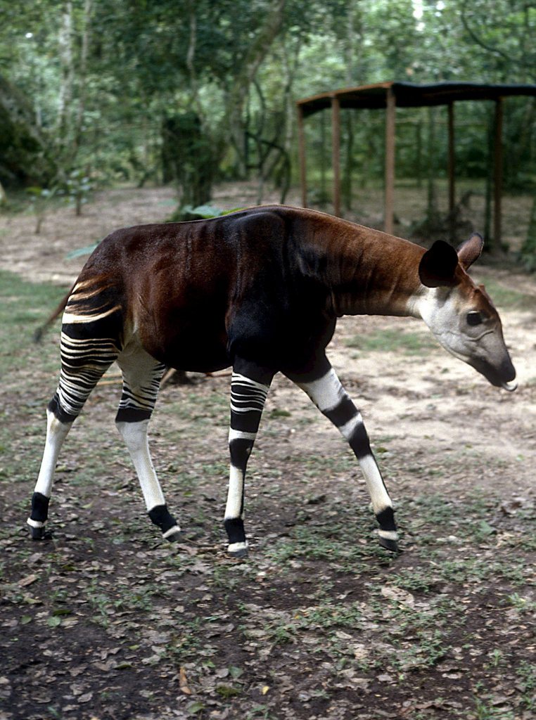 A young Okapi, a kind of distant kean of giraffe, walks in Rome's zoo, Friday 09 June 2006. The Okapi, that was believed to be extinted, has been spotted in Virunga National Park in the eastern Democratic Republic of Congo (DRC) for the first time in 47 years, international environmental group WWF said on Friday.  (KEYSTONE/EPA/DOMENICO CAMPANA)
