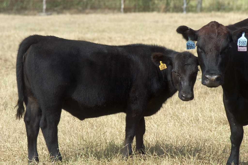 ** FILE ** In this Tuesday, Oct. 4, 2005 file picture, Priscilla, a cloned calf, left, stands near her surrogate mother, right, in a pasture owned by Viagen, outside of Austin, Texas. Viagen cloned Priscilla from a tissue sample obtained from a slab of Prime Yield Grade 1 Beef from a slaughterhouse. On Tuesday, Jan. 15, 2008, the U.S. Food and Drug Administration said meat and milk from cloned animals is as safe as that from their counterparts bred the old-fashioned way. But the government has asked animal cloning companies to continue a voluntary moratorium on sales for a little longer - not for safety reasons, but marketing ones. (AP Photo/Thomas Terry, File)