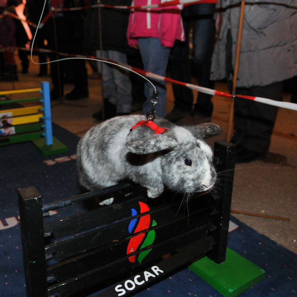 Une démonstration de kaninhop a eu lieu en marge de l'exposition d'animaux de basse-cour au Parc chevalin de Signy/Nyon ce week-end.