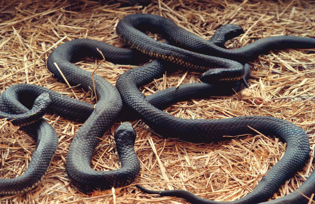La police japonaise a découvert pas moins de 80 reptiles, dont un serpent de trois mètres de long et des lézards venimeux, dans un appartement d'une pièce à Osaka.