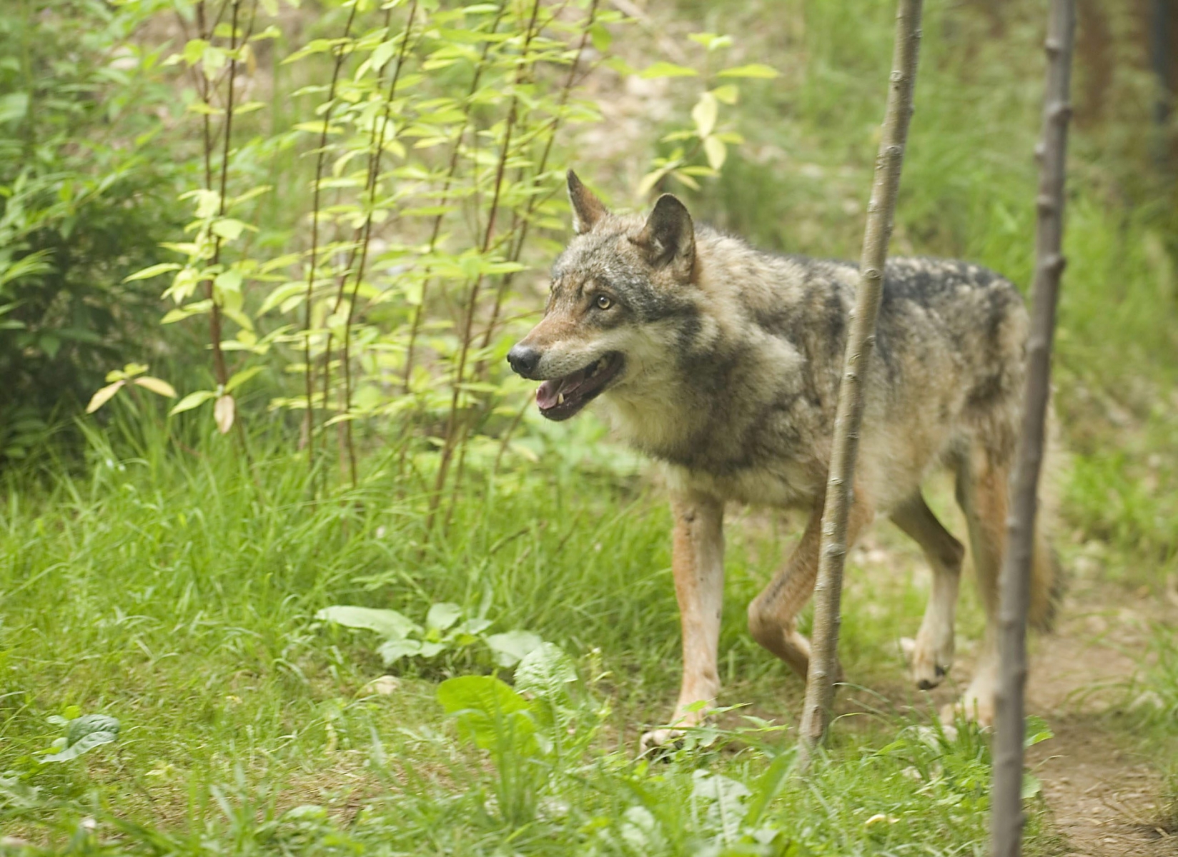 Le loup n'a plus été observé dans le canton de Neuchâtel depuis l'attaque de début mai.




