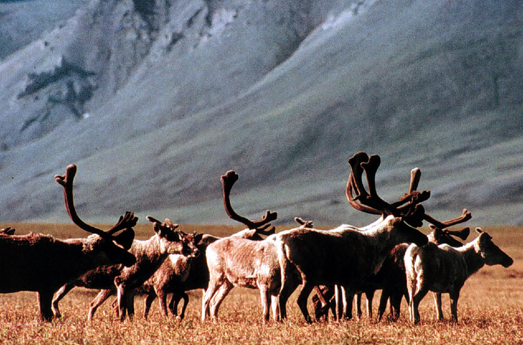 Survivants de l'époque glaciaire, les rennes et les caribous sont eux aussi sévèrement menacés par le réchauffement climatique.