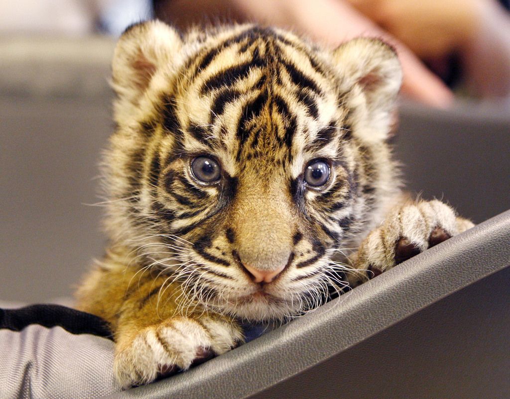 La population sauvage de tigres dans le monde a chuté de 100'000 il y a un siècle à environ 3200 aujourd'hui.