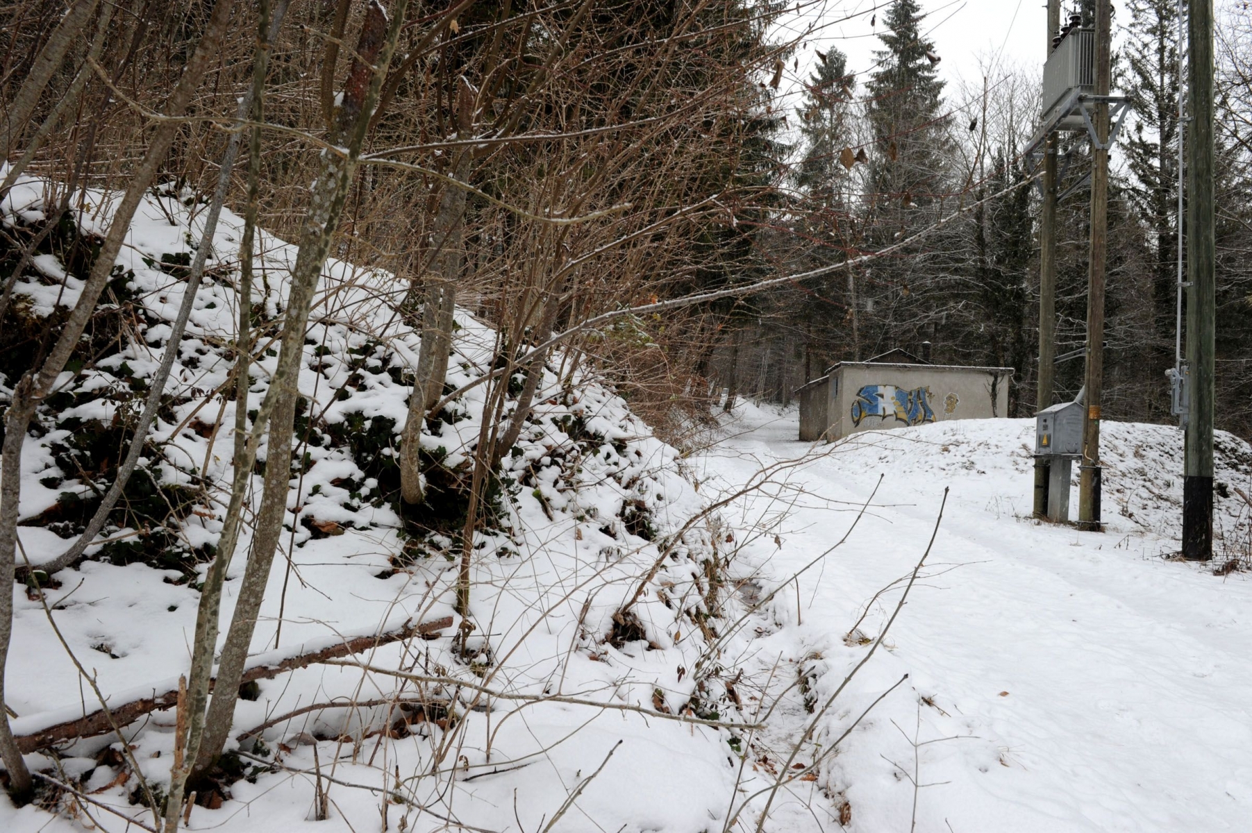 Le Canton a donné l'autorisation de défricher la forêt au Bois-de-Ban.