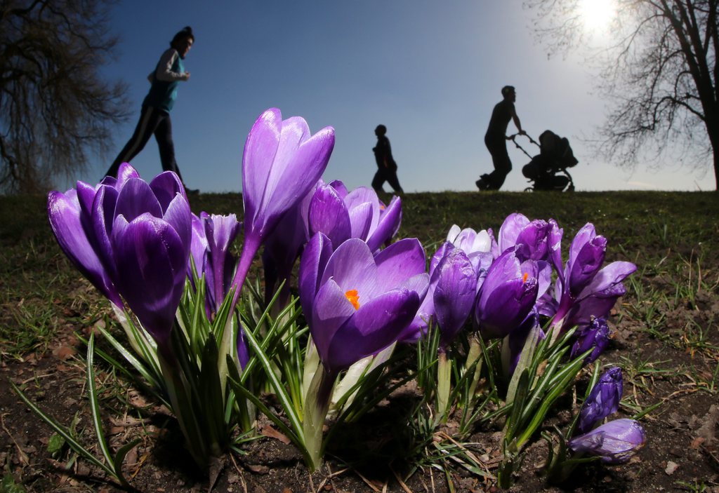 epa04115010 Purple-coloured crocuses bloom at the Alster river in Hamburg, Germany, 08 March 2014. A warm and sunny weekend is forecasted for the Hamburg region.  EPA/MALTE CHRISTIANS