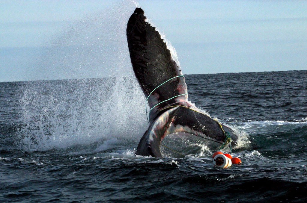 Quand la baleine à bosse était menacée, aucune construction sur son habitat n'était possible.
