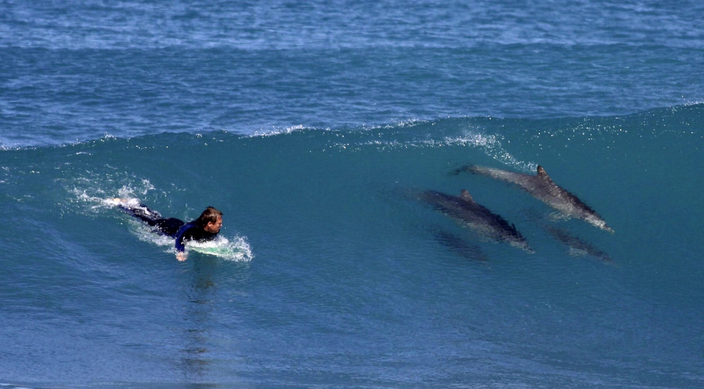La cohabitation entre surfeurs et dauphins se passe d'ordinaire plutôt bien. Comme sur cette image d'illustration.