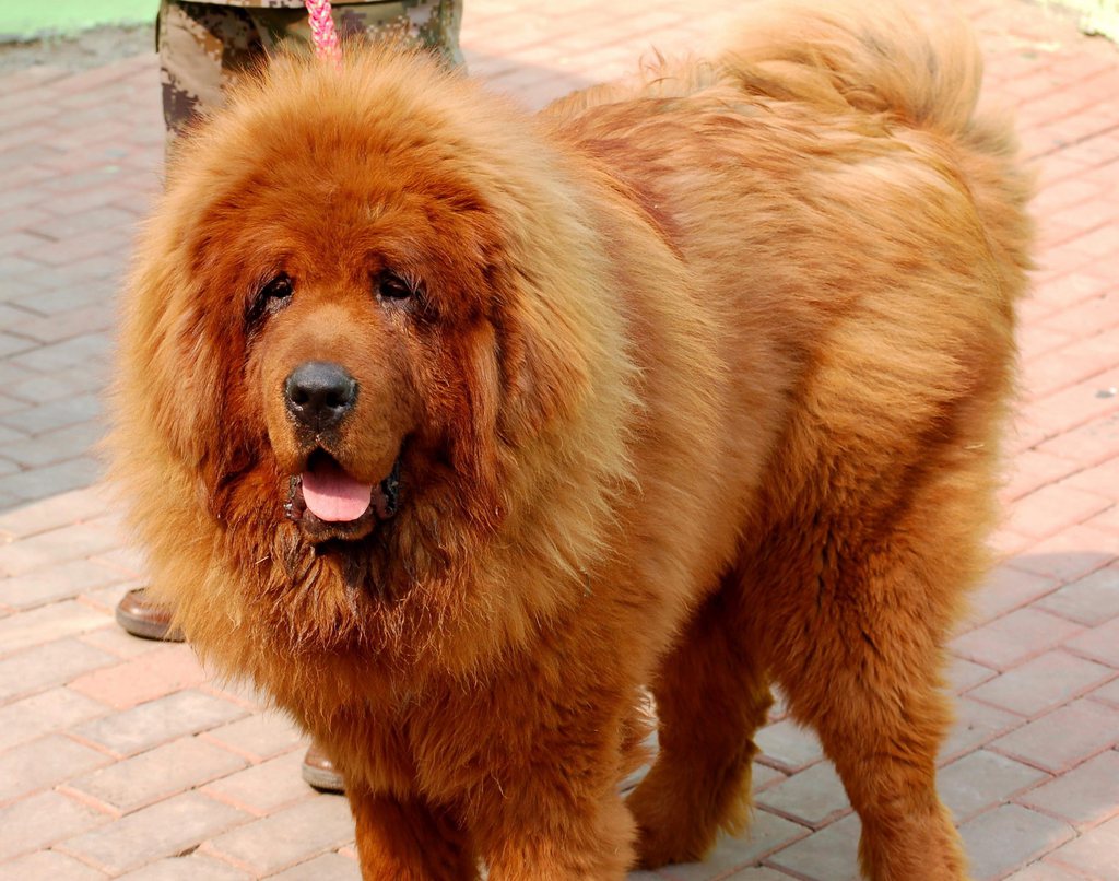 Un imposant mastiff tibétain a été vendu en Chine pour près de 1,4 million d'euros (1,7 million de francs), ce qui pourrait en faire un des chiens les plus chers du monde.