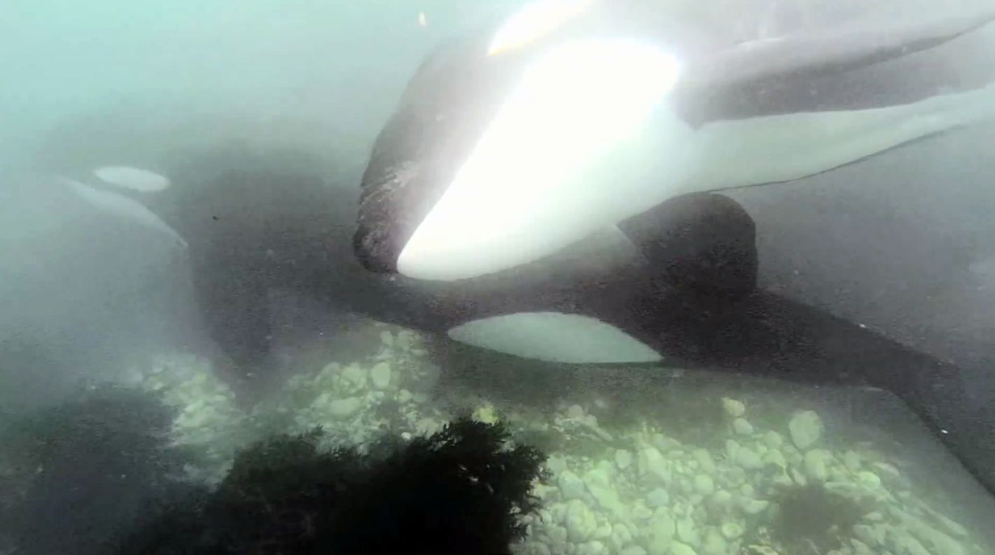 L'un des deux orques a pointé son nez à quelques centimètres de la caméra de Victor, avant de poursuivre sa route.