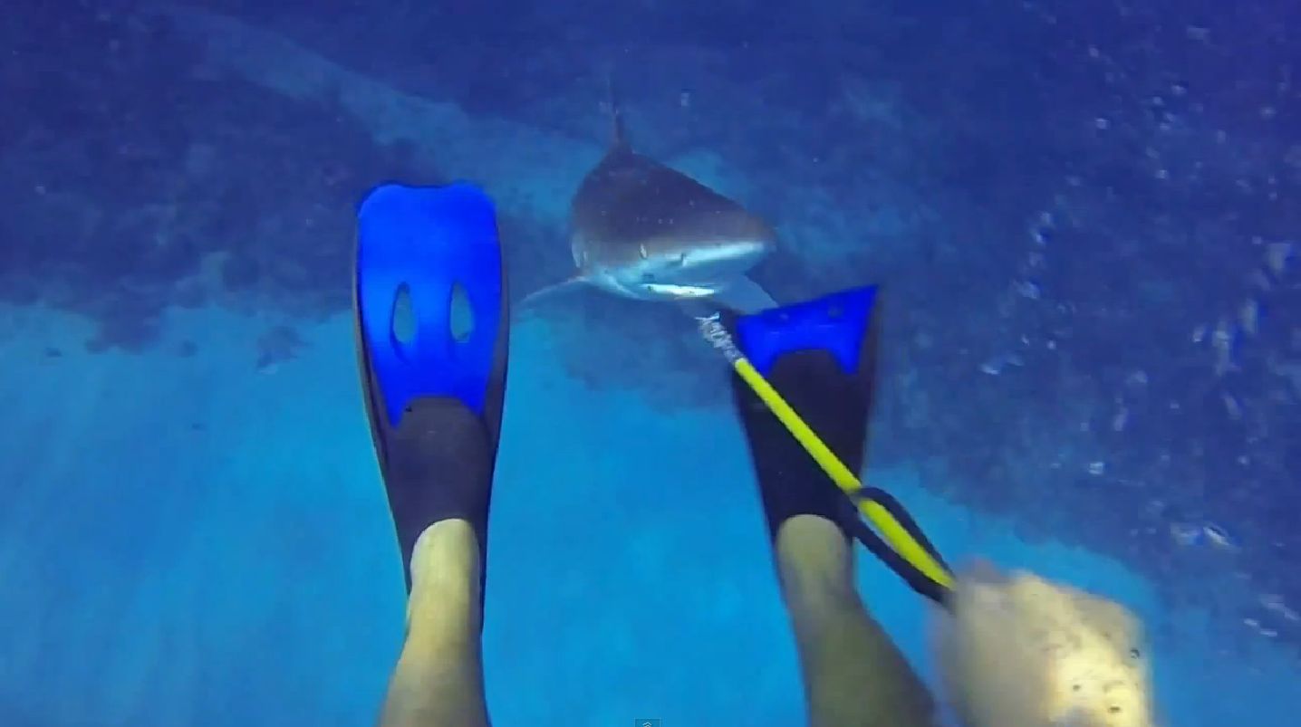 Le requin de récif n'est pas réputé agressif ni dangereux. C'est surtout le poisson attrapé par le pêcheur qui l'intéressait.