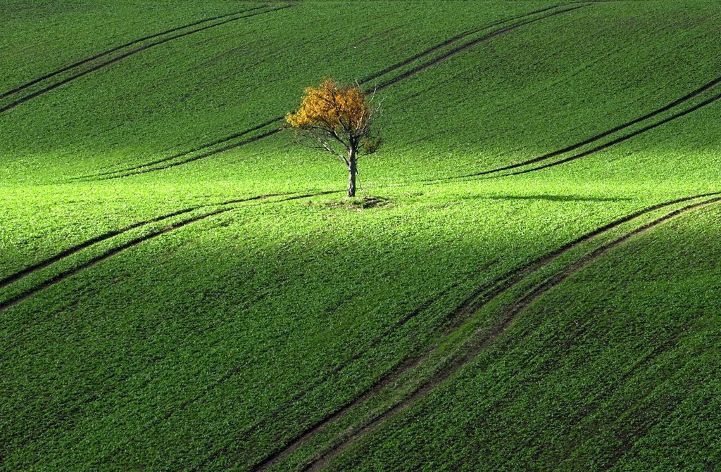 Picture dated 08 October 2003 of a little tree in autumn colours in a field near Cape Arkona on the island of Ruegen, Germany. Ruegen is the biggest German island.  (KEYSTONE/EPA/Jens Buettner)