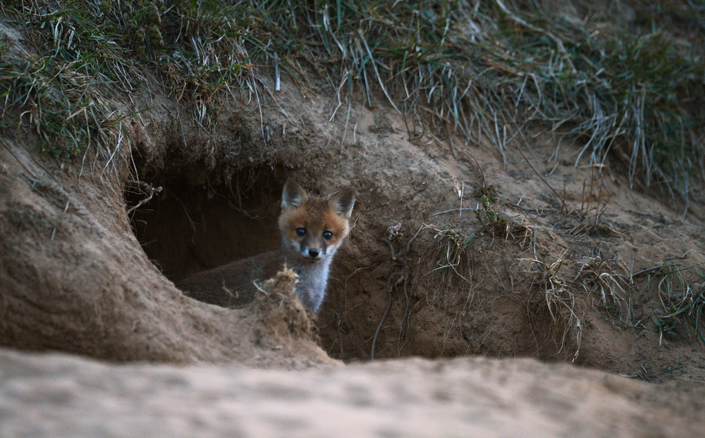 A wild fox cub cautiously peers out from its den near a farm road in Northampton County, Va. on Thursday evening, April 24, 2014. (AP Photo/Eastern Shore News, Jay Diem) NO SALES