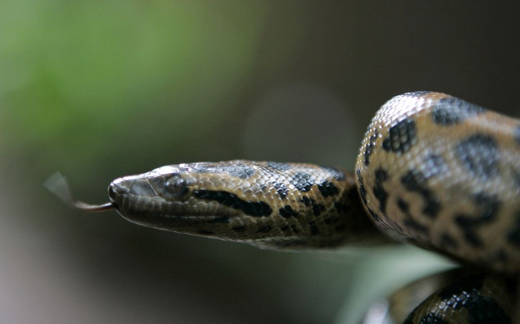 A five-day-old green anaconda baby looks on at the Colombo zoo in Colombo, Sri Lanka, Wednesday, July 16, 2008. A female anaconda, brought from the Czech Republic five years ago as part of an animal exchange program, gave birth Saturday to 23 baby anacondas but only 20 of them survived, zoo officials said. (AP Photo/Gemunu Amarasinghe)