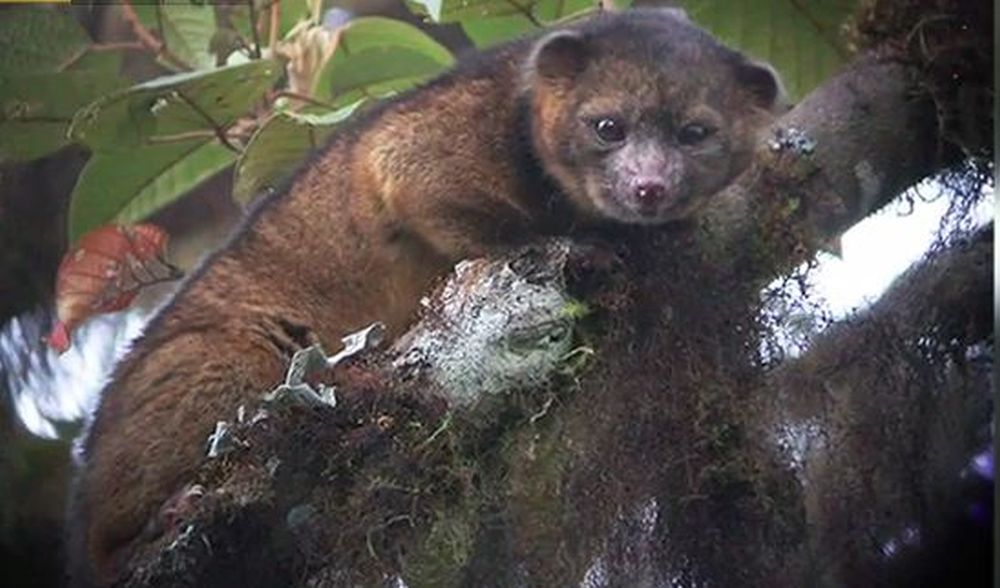 L'olinguito ou chat-ours est l'une des nouvelles espèces découvertes en 2013.