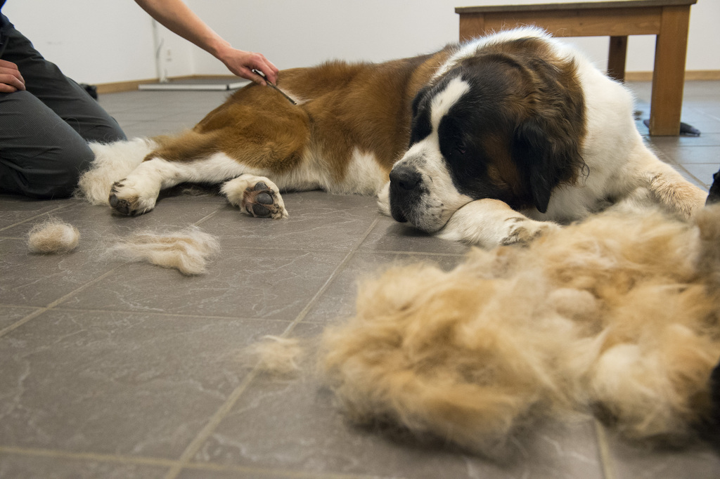 Une employée de la fondation Barry du Grand-St-Bernard brosse la chienne "KATHY vom Sumpf" dans le but de récupérer les poils pour en faire des mitaines. 