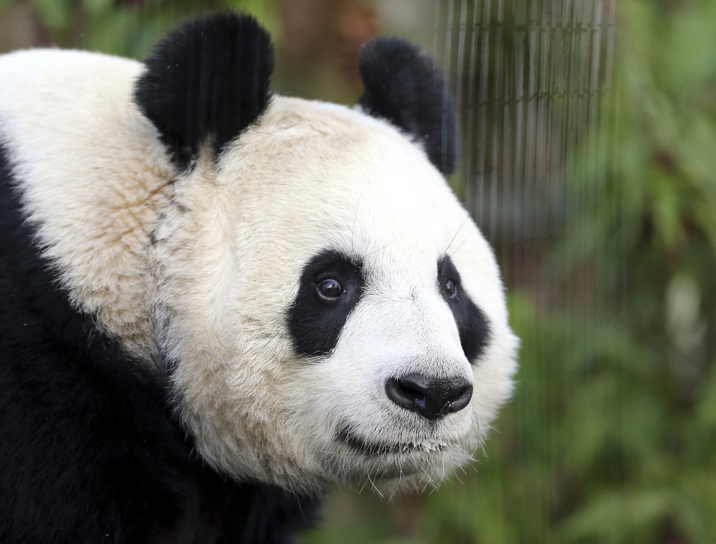 FILE- This is a Monday, Dec 16, 2013 file photo of giant panda named Tian Tian, seen exploring her  enclosure at Edinburgh Zoo in Edinburgh, Scotland.  Officials at Edinburgh Zoo said Tuesday Aug. 12, 2014 they believe a female giant panda is finally pregnant after months of anticipation. The zoo said that the latest scientific data it has suggests that Tian Tian, Chinese for Sweetie, has conceived following artificial insemination in April and may give birth at the end of the month. However, officials cautioned y that they would not be certain until Tian Tian gives birth.  (AP Photo/Scott Heppell/, File)