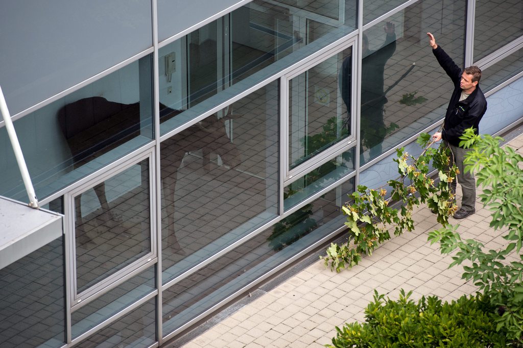 epa04367621 A Zoo employee tries to drive an elk out of a Siemens administrative building into a container in Dresden, Germany, 25 August 2014. The two to three year old animal broke through a glass door and was stranded in the entrance hall. It was sighted on the weekend in Radebeul near Dresden and is estimated to have migrated from the North, possibly Poland into the Elbe Valley.  EPA/ARNO BURGI