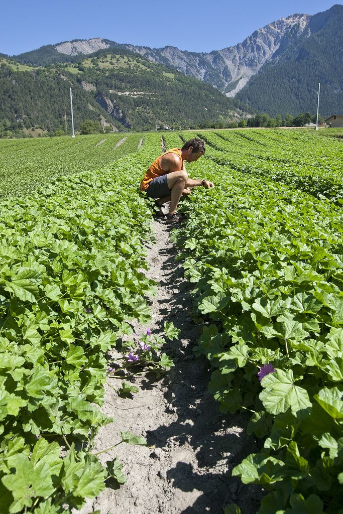 En Valais, il y a plus de dix ans que l'agriculture recourt à des requérants d'asile. 