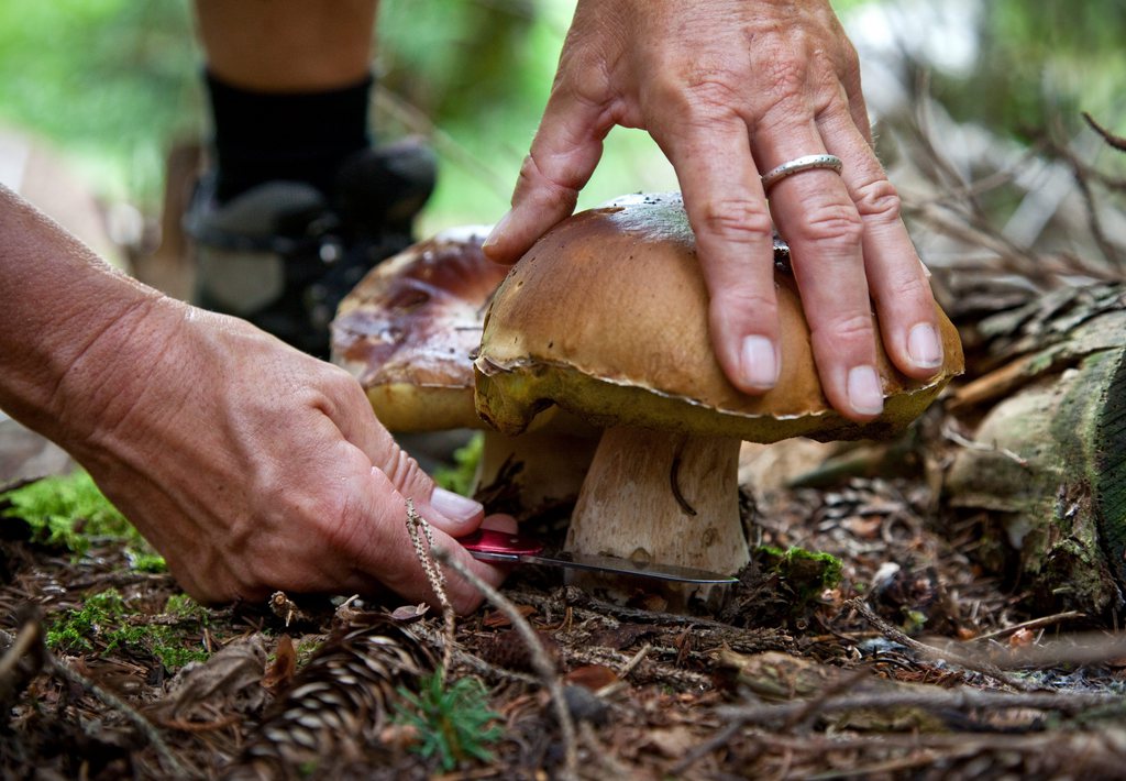 Eine Pilzerin pflueckt einen Zwillingssteinpilz in einem Wald bei Tiefencastel, GR, aufgenommen am Montag, 23. August 2010. Das wechselhafte Wetter entpuppt sich zumindest fuer die Pilzfreunde als grosser Segen. Ueberall spriessen die Koestlichkeiten in rauhen Mengen. Doch aufgepasst, pro Person und Tag sind maximal 2 Kilogramm erlaubt, zudem gilt es die monatlichen Schonzeiten einzuhalten. (KEYSTONE/Arno Balzarini)