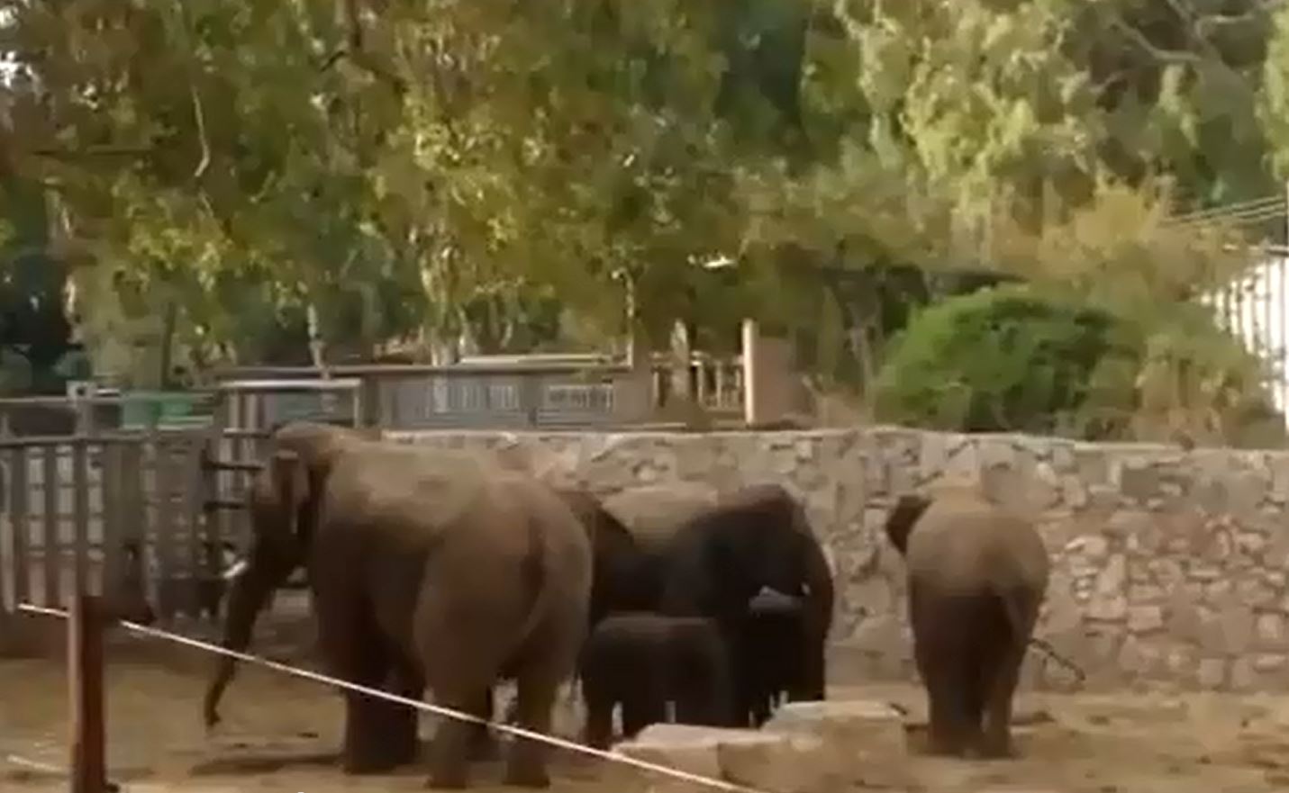 Dès que les sirènes retentissent, les éléphants adultes se précipitent vers les petits pour les entourer et les protéger.