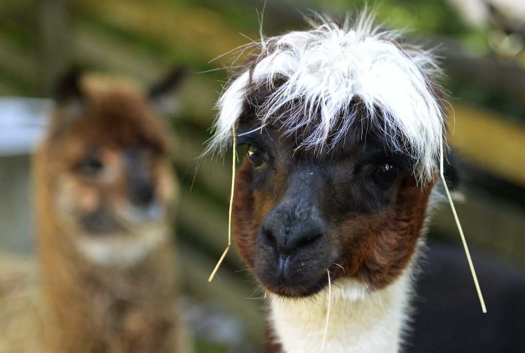 Ein Alpaka schaut sich in seinem Gehege um, waehrend des Zoo Aperos am Mittwoch, 16. Oktober 2013, im Zoo Zuerich. (KEYSTONE/Steffen Schmidt)