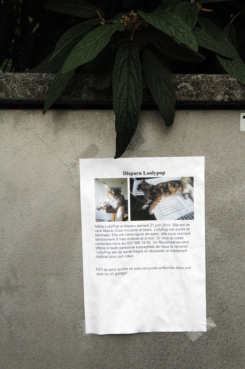 A Nyon, des affiches pour des chats perdus ou disparus ont été placardées dans plusieurs endroits.