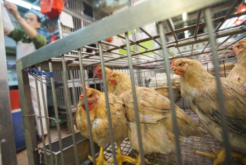 "Les volailles infectées tombent rapidement malades et succombent souvent en l'espace de 72 heures", affirme la FAO.