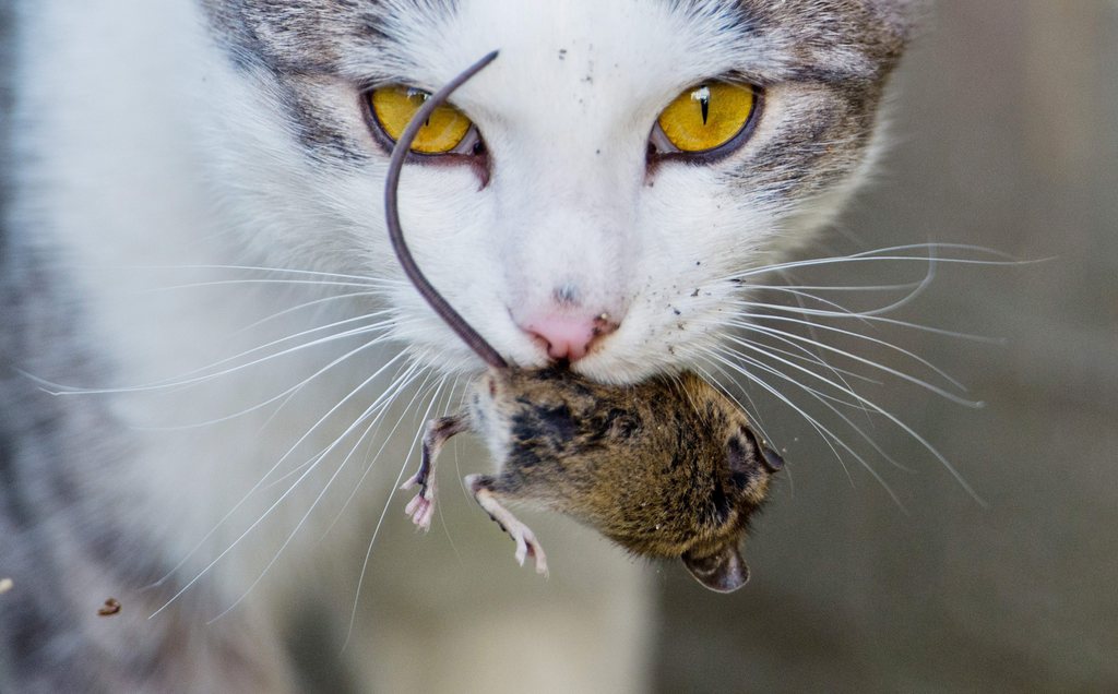 A défaut de chats en résidence à Westminster, la députée avait suggéré de lâcher des félins en soirée pour qu'ils accomplissent leur mission de chasseur.