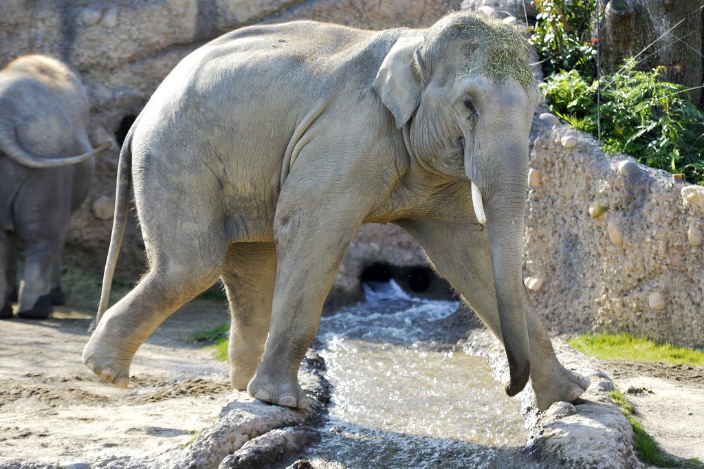 "Thai" visite son nouvel espace au parc des éléphants de Zurich.