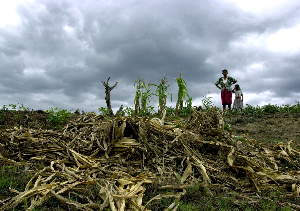 Une terrible sécheresse avait déjà frappé l'Amérique centrale en 2001. Ici une récolte de maïs anéantie au Honduras.