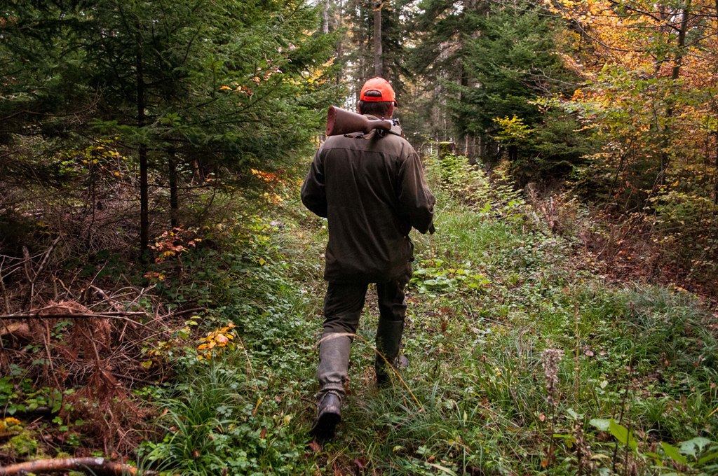 Les chasseurs s'enfoncent dans les bois du Jura en quête du gibier.